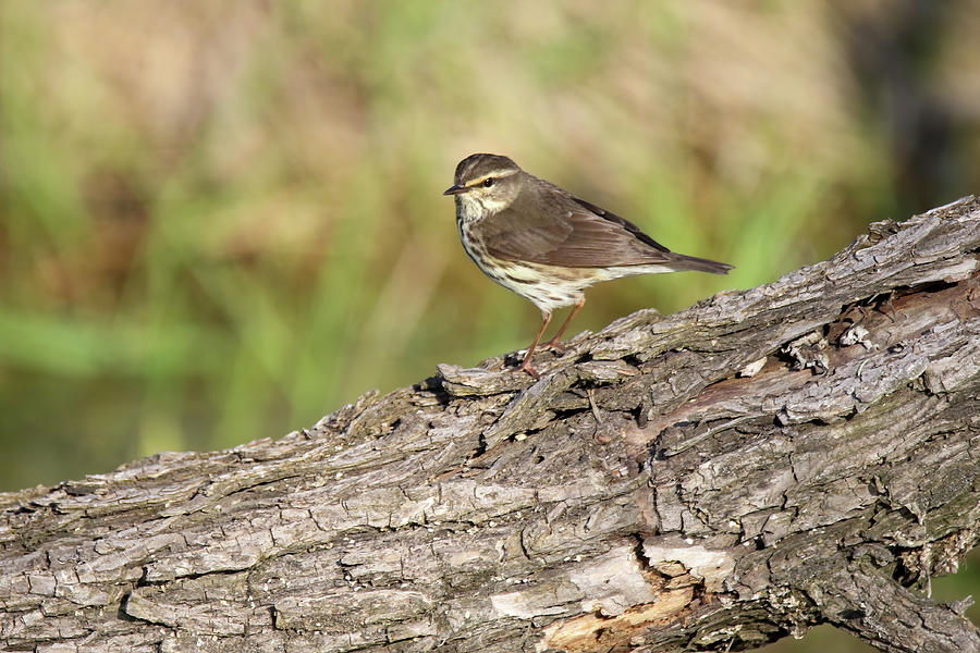 Northern Water Thrush Photograph by Brook Burling