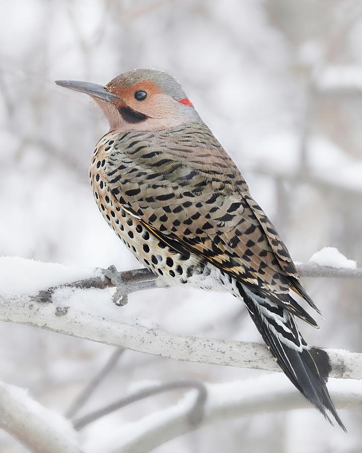 Northern yellow shafted Flicker in the snow Photograph by Jim Hughes