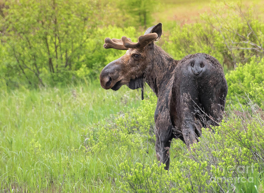 Northland Moose Photograph by Marie Fortin