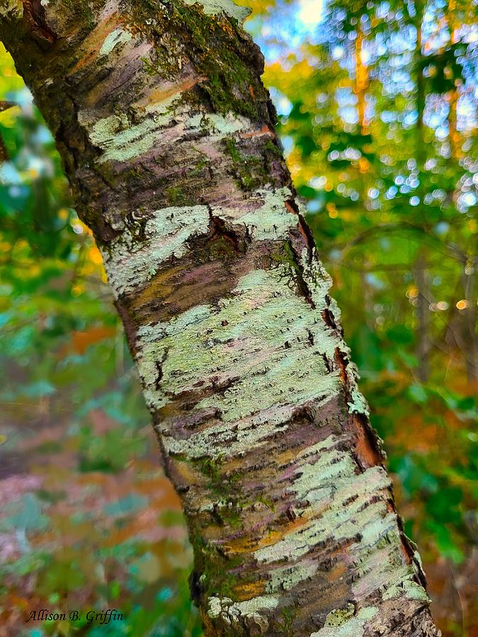 Northward Photograph by Allison Griffin - Fine Art America