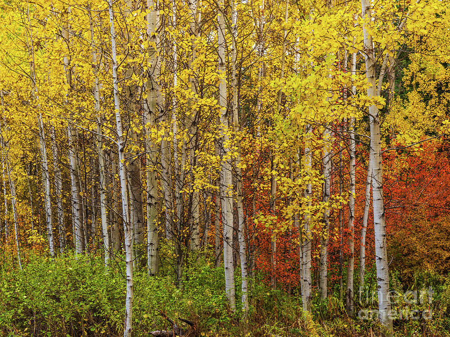 Northwest Fall Colors Aspen Grove Photograph