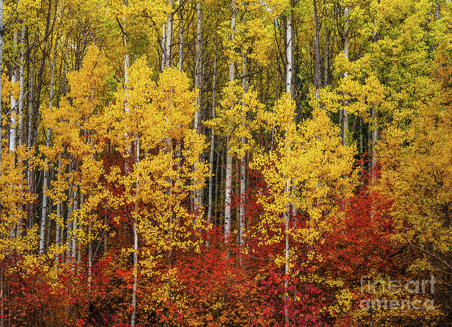 Northwest Fall Colors Aspens Photograph