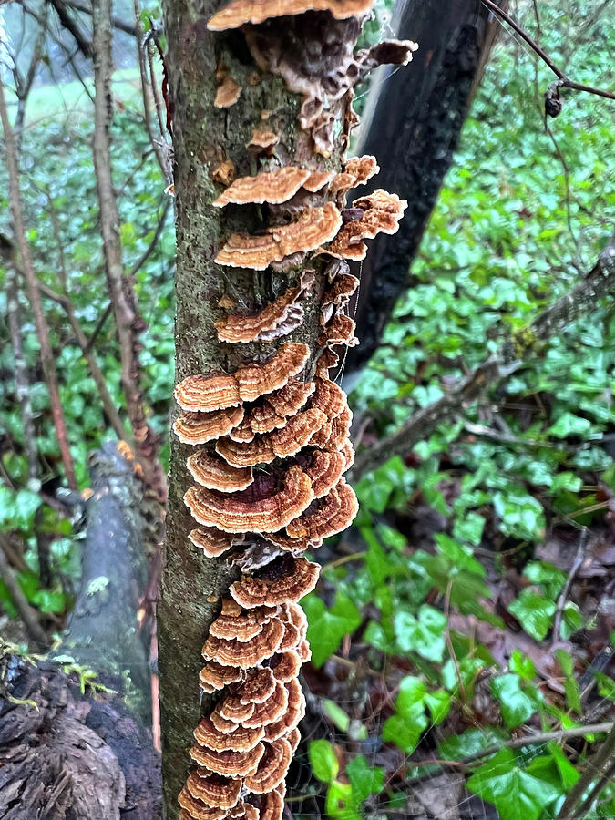 Northwest Fungi Photograph by Nancy Merkle
