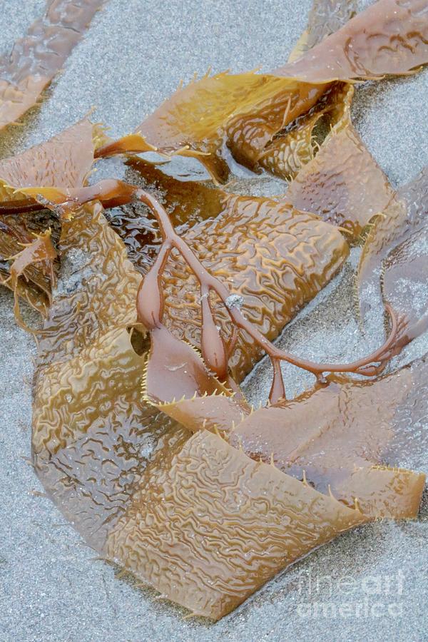 Northwest Nature - Kelp on the Sand Photograph by Carol Groenen