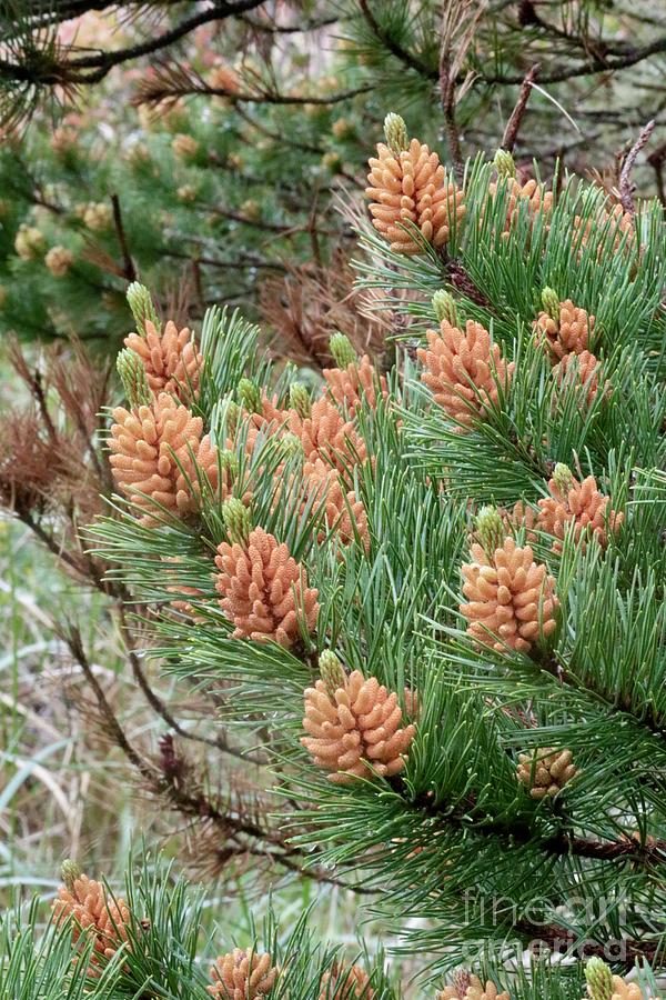 Northwest Nature - New Pine Cones Photograph by Carol Groenen
