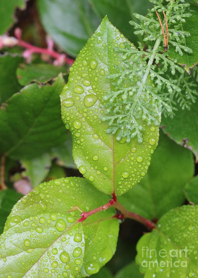 Northwest Nature - Raindrops on Leaves Photograph by Carol Groenen