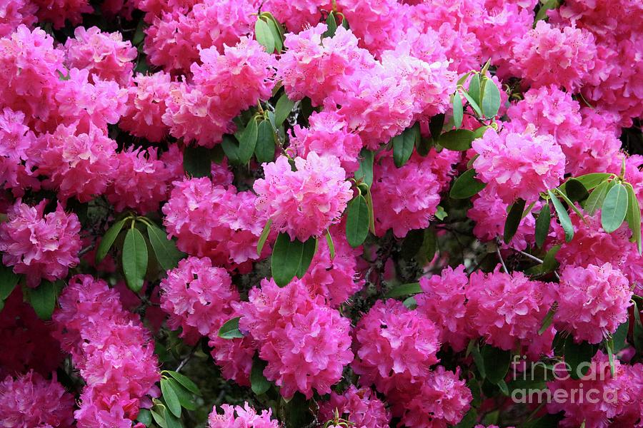 Northwest Nature Rhododendrons Photograph by Carol Groenen