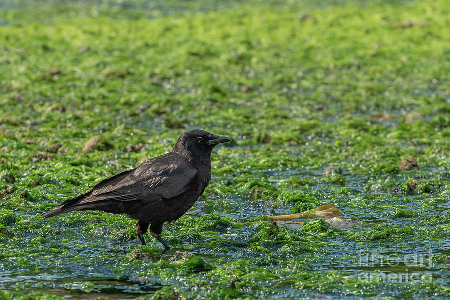 American Crow foraging in Seaweed Photograph by Nancy Gleason
