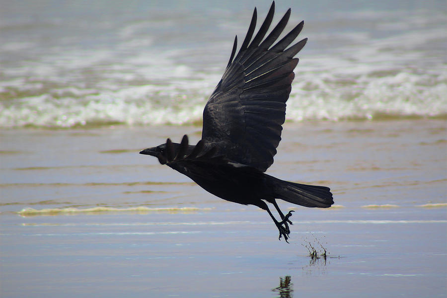 Northwestern Crow Photograph