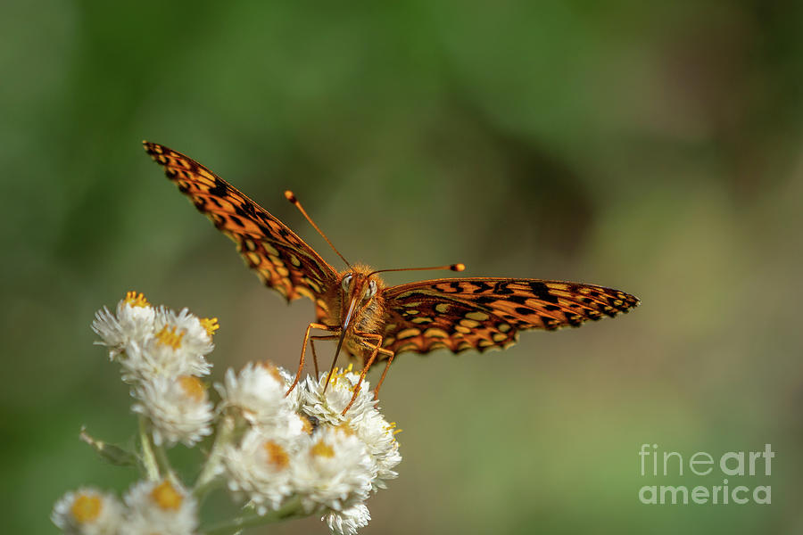 Northwestern Fritillary Butterfly Face Photograph by Nancy Gleason