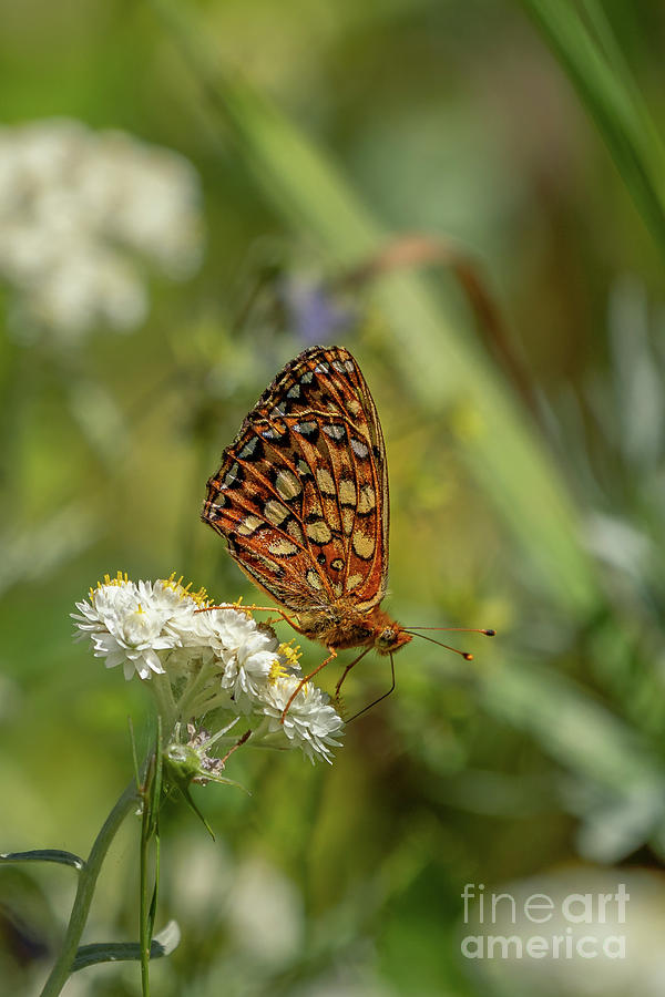Olympic National Park Photograph - Northwestern Fritillary Butterfly in Olympic National Park by Nancy Gleason