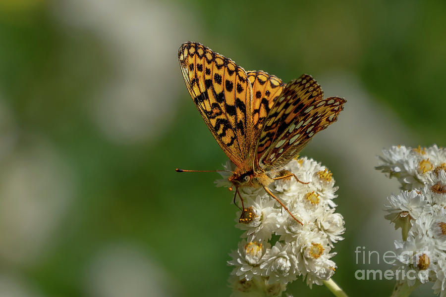 Northwestern Fritillary Butterfly on Pearly Everlasting Wildflower Photograph by Nancy Gleason