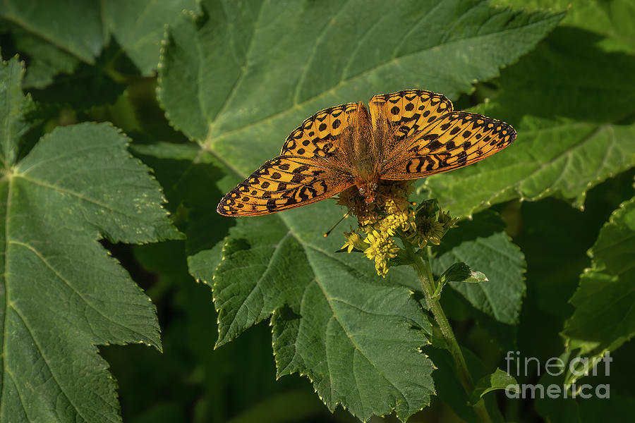 Northwestern Fritillary Butterfly on Yellow Flower Photograph by Nancy Gleason