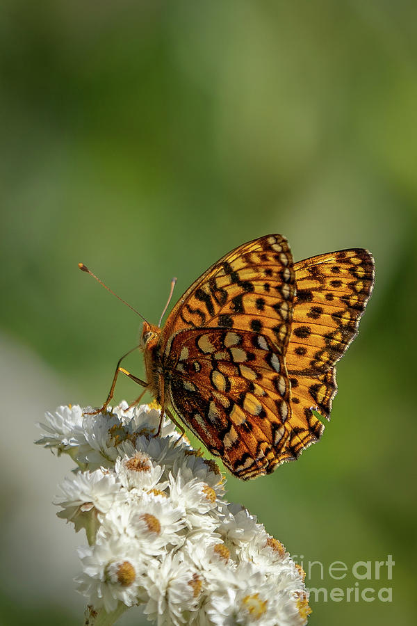 Northwestern Fritillary Butterfly Underwing Pattern Photograph by Nancy Gleason