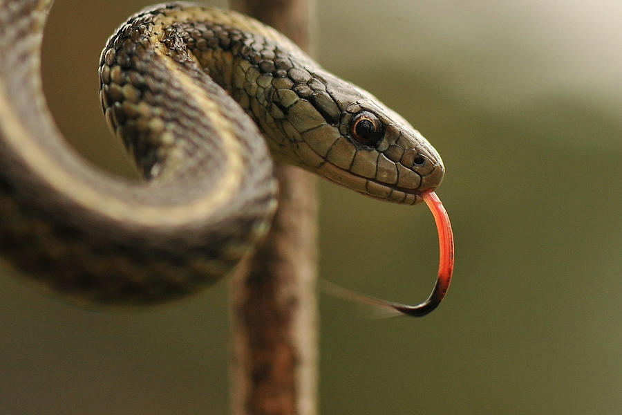 Northwestern garter snake Photograph by Rebecca Richardson