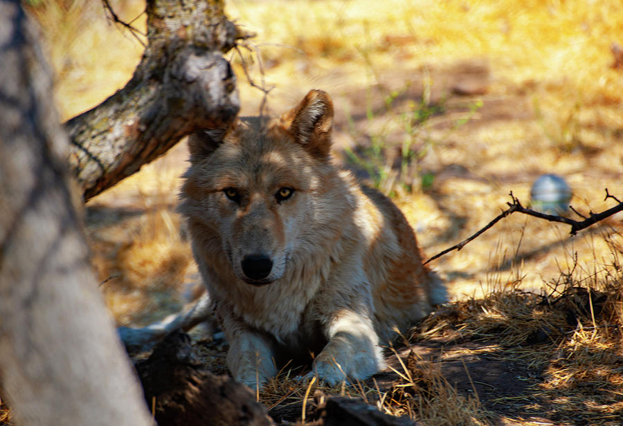 Northwestern Gray Wolf - 2 Photograph by Anthony Jones