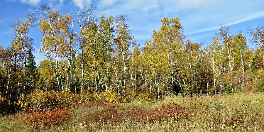 Northwoods in Fall Photograph by Mary Tastad Northwoods in Fall Photograph by Mary Tastad