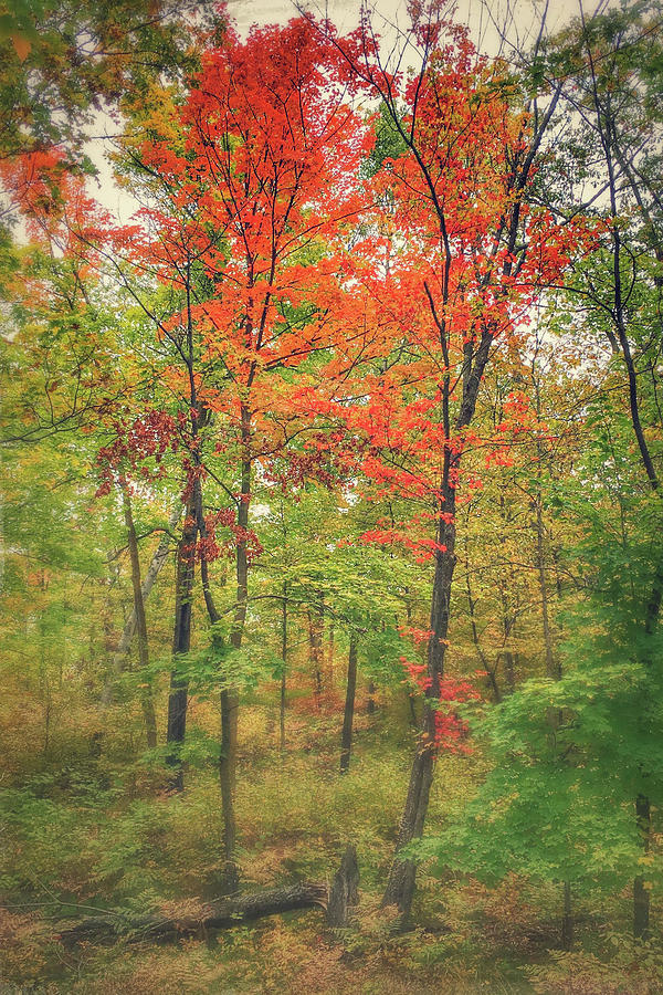 Northwoods Retreat in Red Photograph by Mary Tastad Northwoods Retreat in Red Photograph by Mary Tastad
