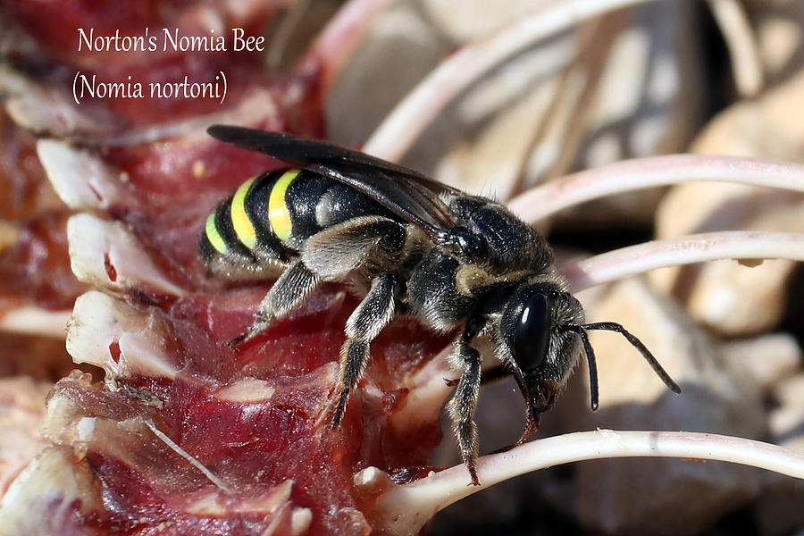 Nortons Nomia Bee Photograph by Mark Berman