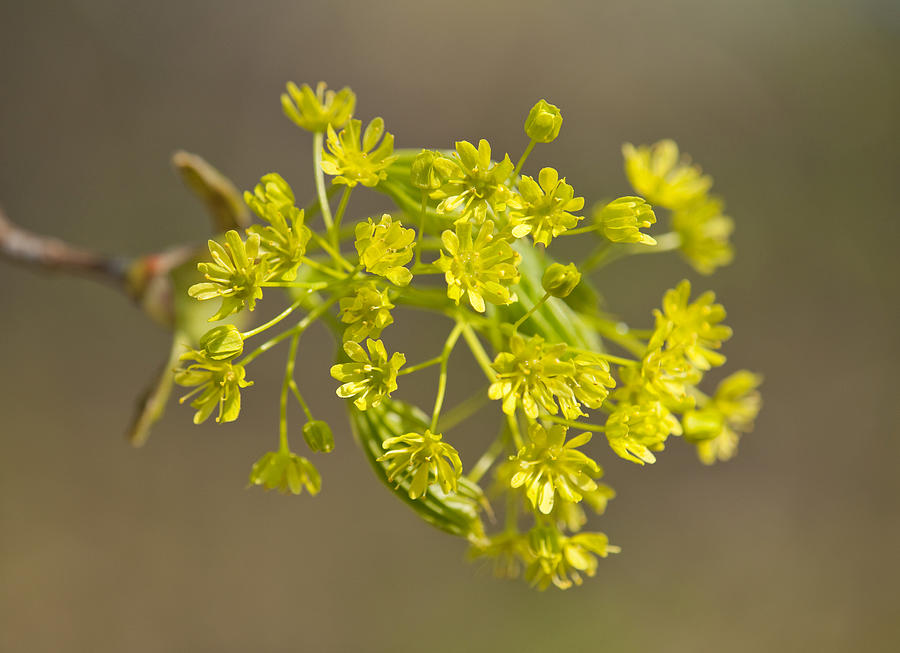 Norway Maple -Acer platanoides-, flowering, Thuringia, Germany Photograph by Frank Sommariva