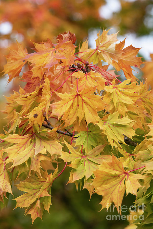 Norway Maple Autumn Leaves Photograph by Tim Gainey