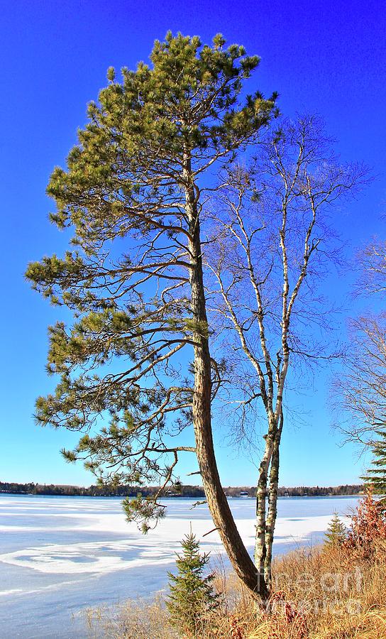 Norway Pine Overlooking the Lake Photograph by Ann Brown
