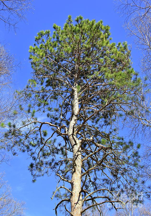 Majestic Ancient Norway Pine Photograph by Ann Brown - Pixels