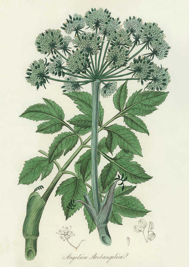 Norwegian Angelica -Vintage Botanical Illustration Digital Art by ...