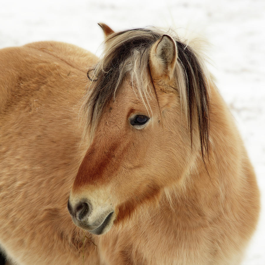 Norwegian Fjord Horse Colt - in ND winter scene Photograph by Peter Herman