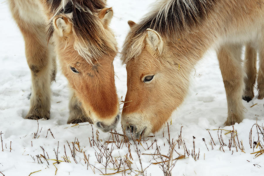Norwegian Fjord Horse colt siblings grazing in winter ND scene Photograph by Peter Herman