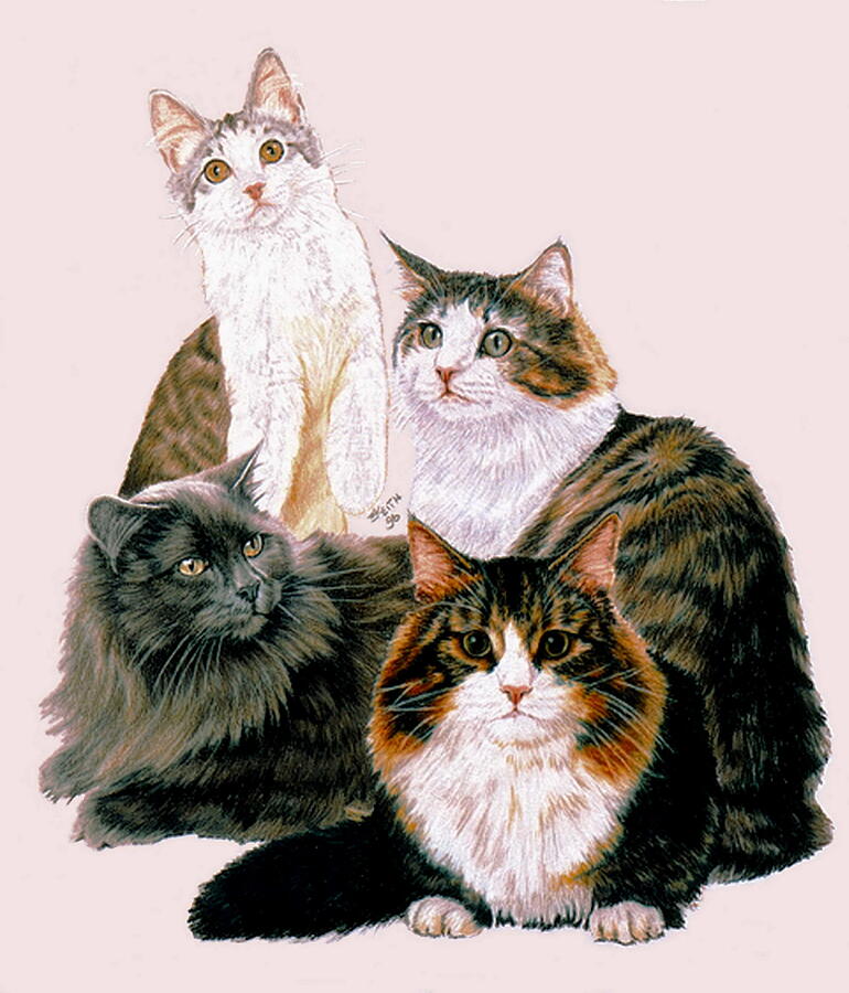 Norwegian Forest Cat Collage Drawing by Barbara Keith