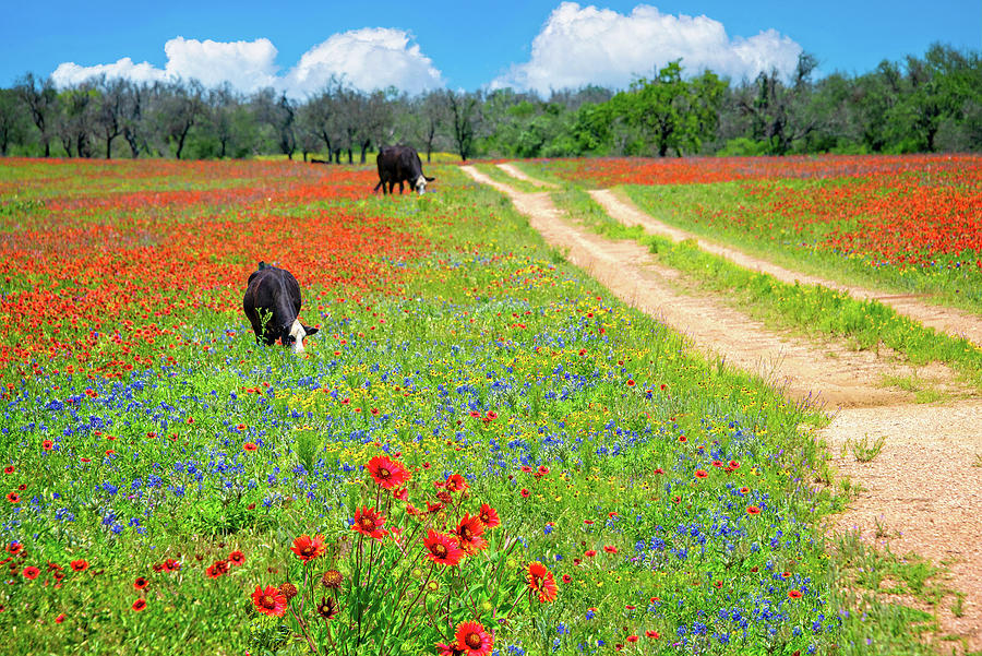 Nose Deep in Wildflowers Photograph by Lynn Bauer