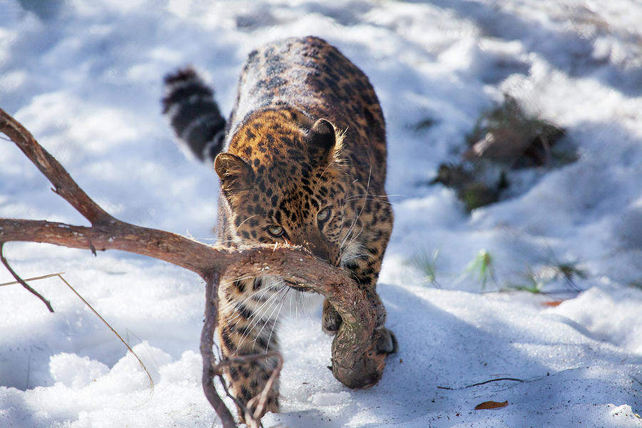 Wildlife Photograph - Nose Scratcher by Karol Livote