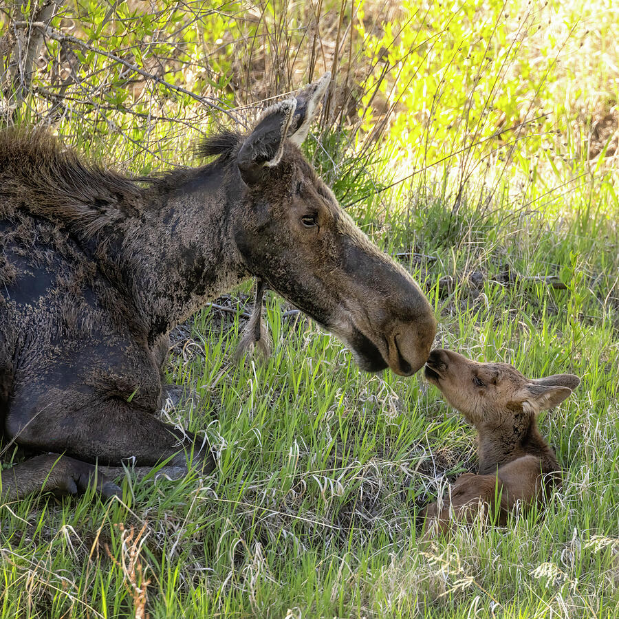 Nose to Nose - Cow Moose with Tiny Calf Photograph by Belinda Greb ...