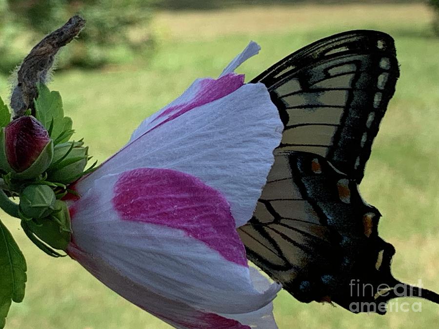 Nosey Butterfly Photograph by Catherine Wilson