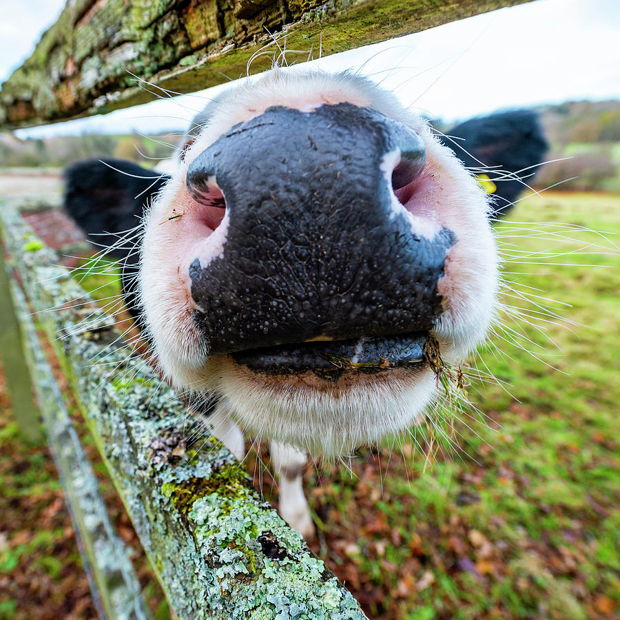 Nosey Cow Photograph by Steve Elliott - Fine Art America