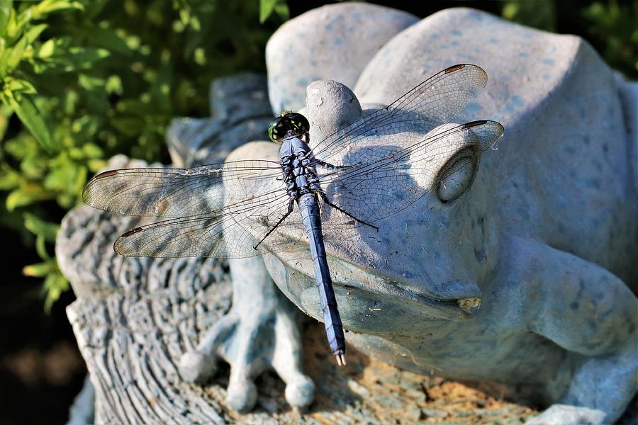 Nosey Dragonfly Photograph by Sheila Brown