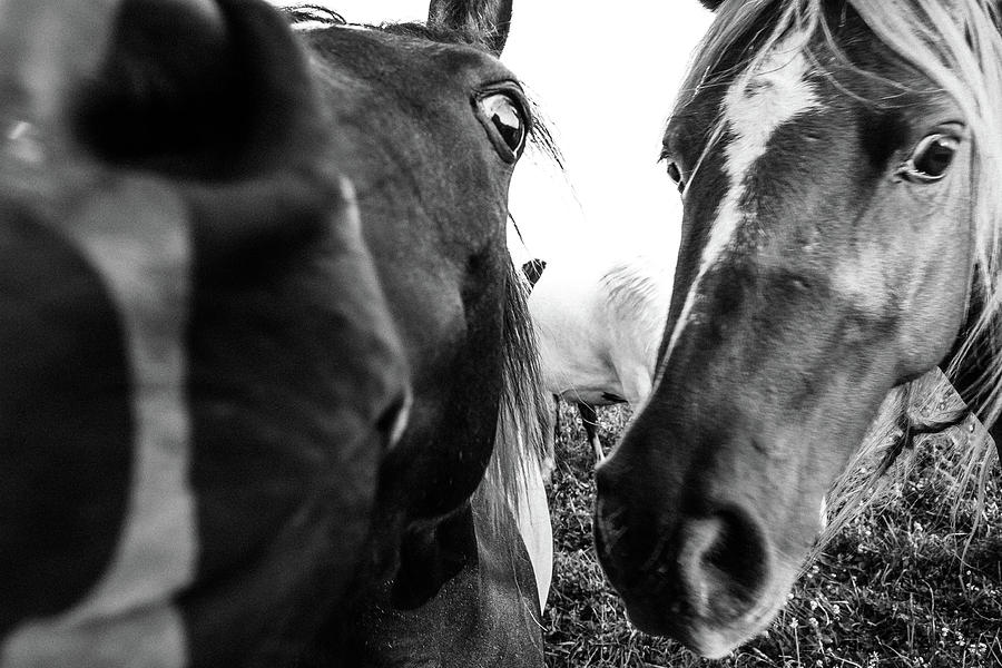 Nosey horses Photograph by Kyle Shepherd - Fine Art America