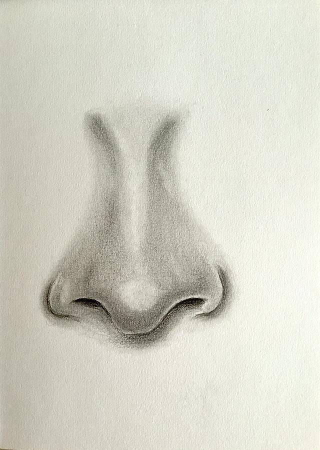 fine art old pencil study drawing on paper eye nose unsigned | eBay