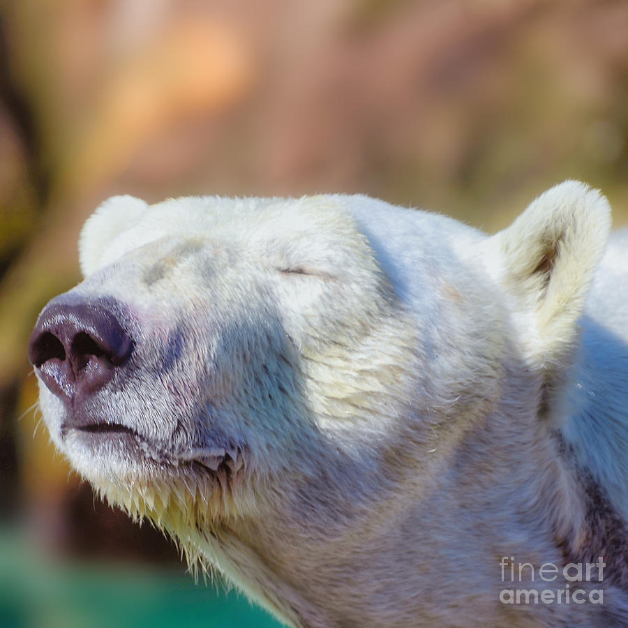 Nosey Polar Bear Photograph by Mel Steinhauer