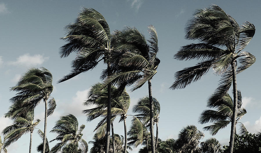 Nostalgic Coconut trees Photograph by Luz Resto Nostalgic Coconut trees Photograph by Luz Resto