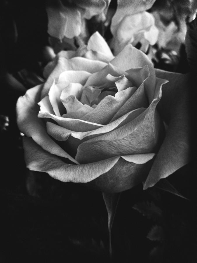 Nostalgic Rose  Photograph by W Craig Photography