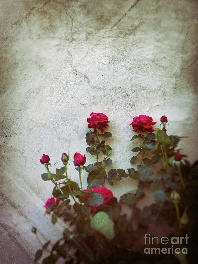 Nostalgic roses Photograph by Silvia Ganora