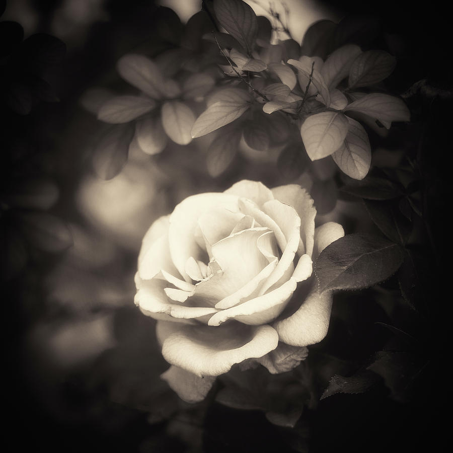 Nostalgie Rose Photograph by Philippe Sainte-Laudy