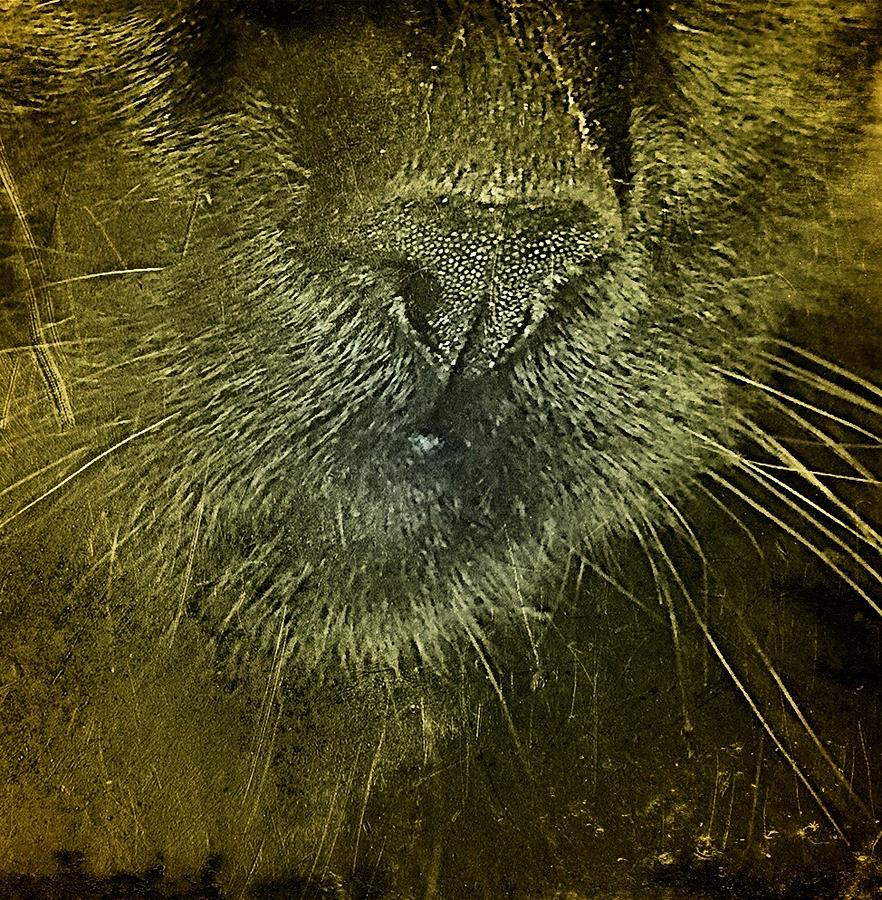 Nosy Cat Photograph by Valerie Greene