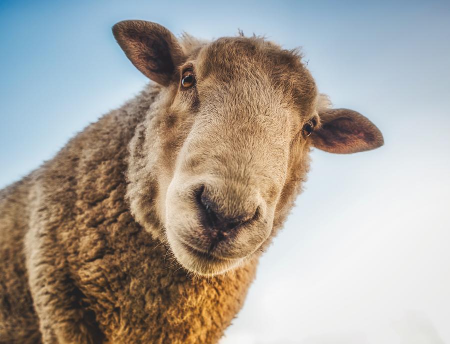 Nosy Sheep Photograph by Skitterphoto Peter Heeling