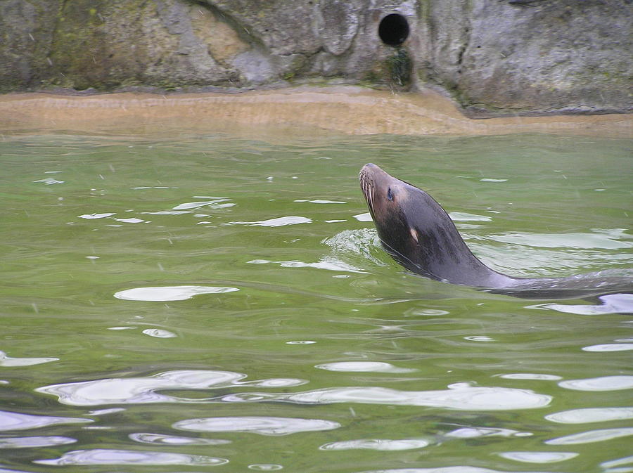 Nosy Swimmer Photograph by Ashley Mason - Fine Art America