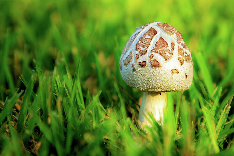Not A Full Bloom Mushroom Photograph by James Eddy