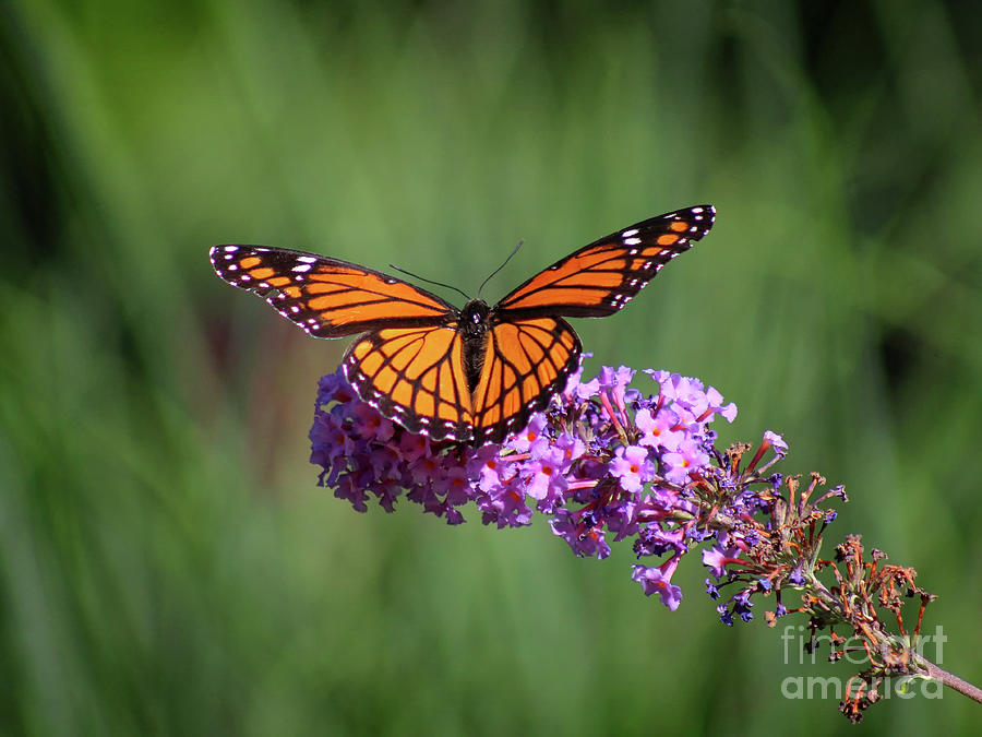 Not a Monarch Photograph by Karen Adams