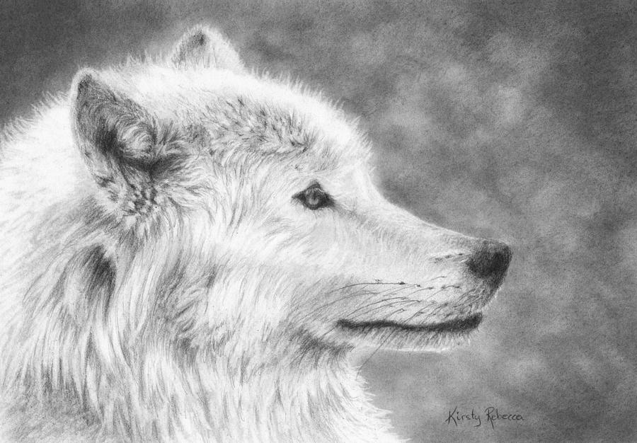 White Wolf Drawing by Kirsty Rebecca